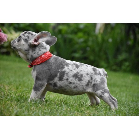 French Bulldog EM 7.6b