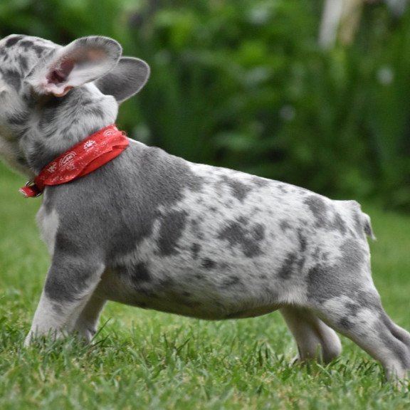 French Bulldog EM 7.6b