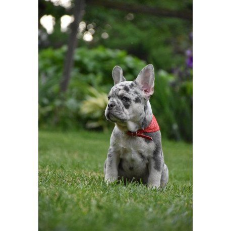 French Bulldog EM 7.6b