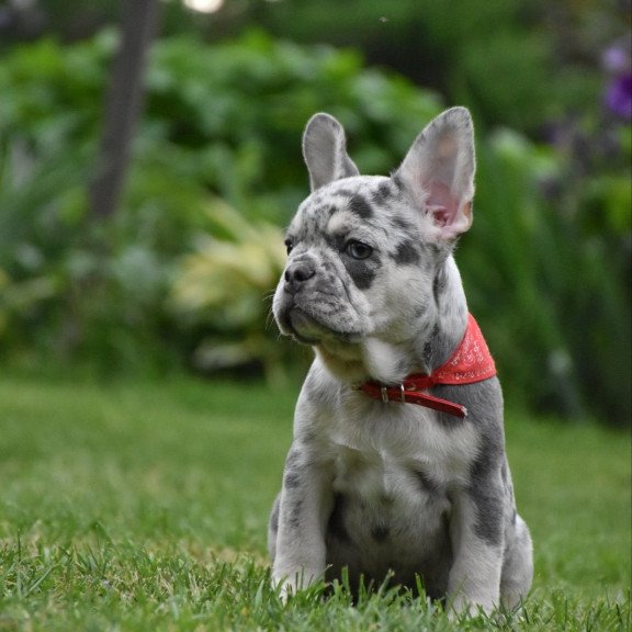 French Bulldog EM 7.6b