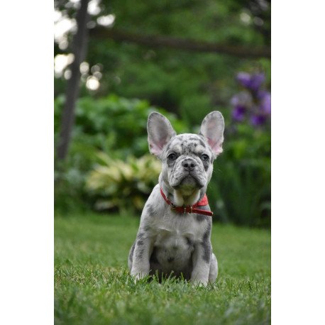 French Bulldog EM 7.6b