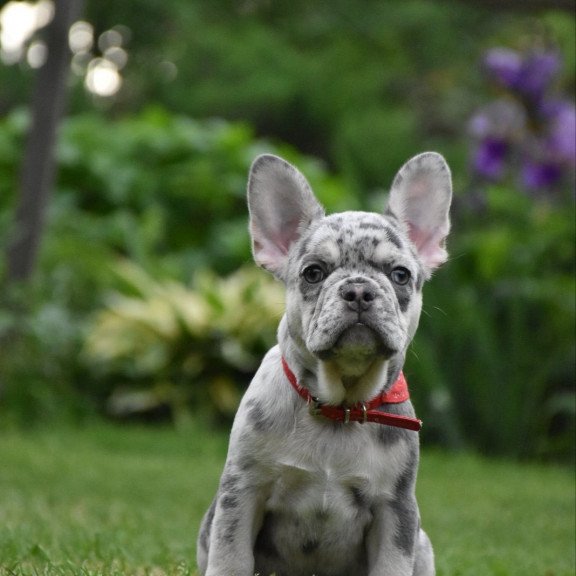 French Bulldog EM 7.6b