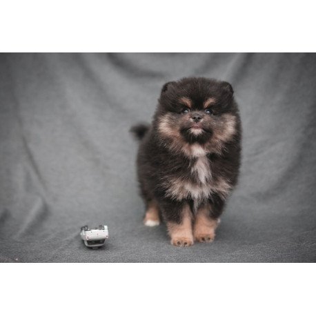 Pomeranian A 7.31a