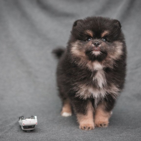 Pomeranian A 7.31a