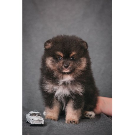 Pomeranian A 7.31a
