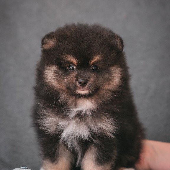 Pomeranian A 7.31a