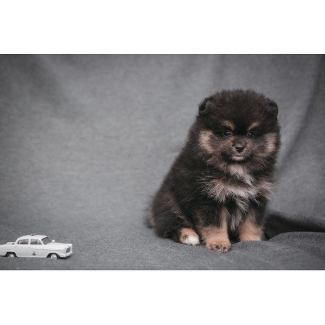 Pomeranian A 7.31a