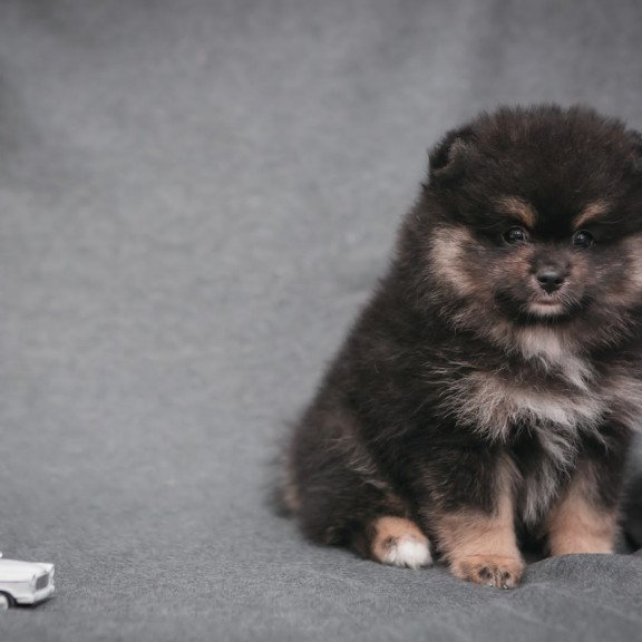 Pomeranian A 7.31a