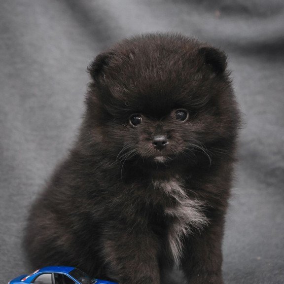 Pomeranian A 7.31b