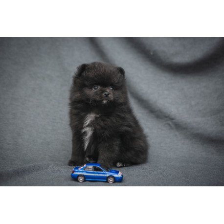 Pomeranian A 7.31b