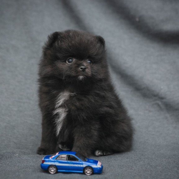 Pomeranian A 7.31b