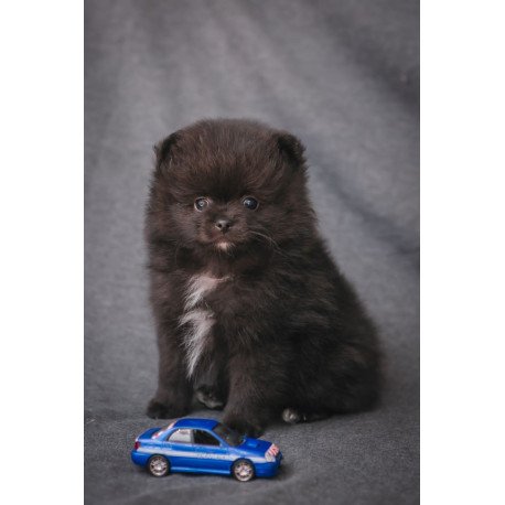 Pomeranian A 7.31b