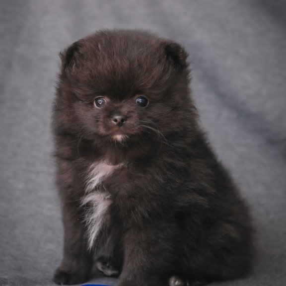 Pomeranian A 7.31b