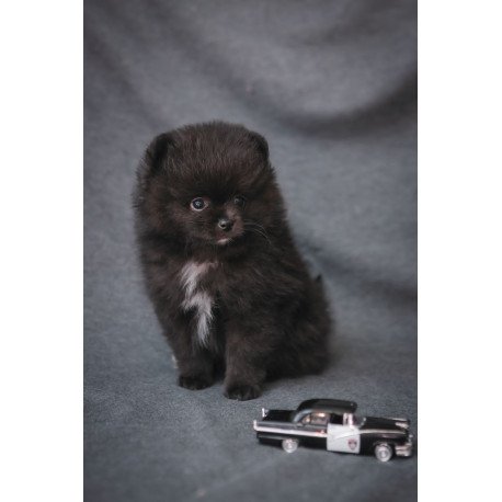Pomeranian A 7.31b