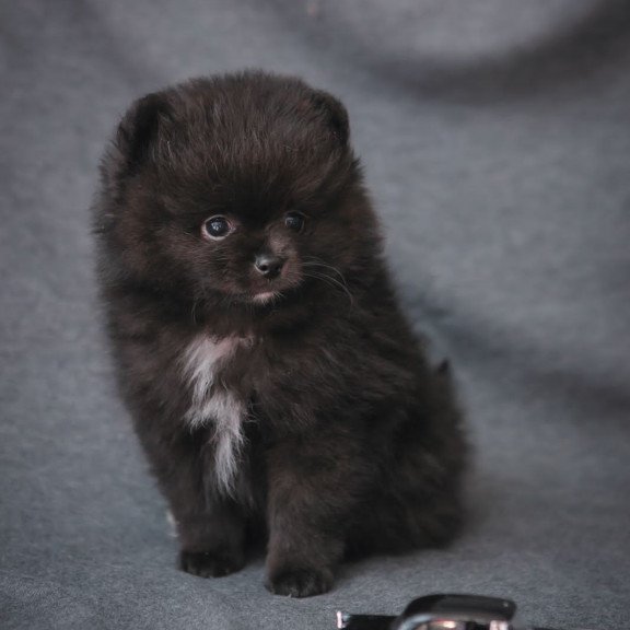 Pomeranian A 7.31b
