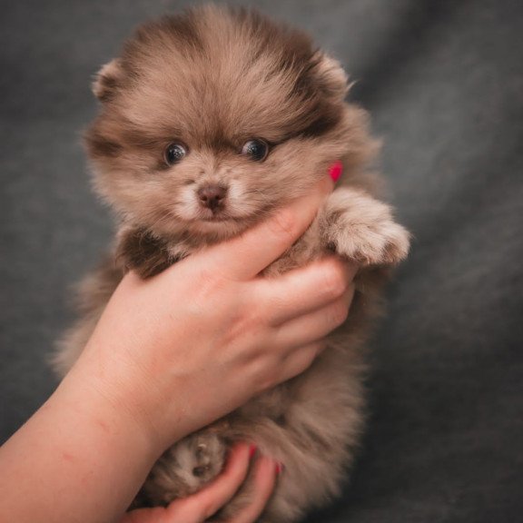 Pomeranian A 7.31c