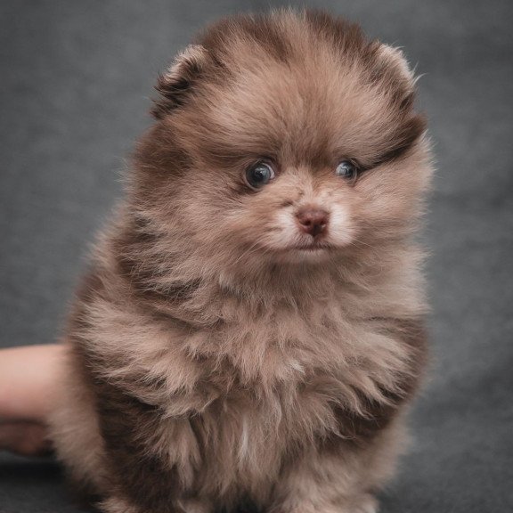 Pomeranian A 7.31c