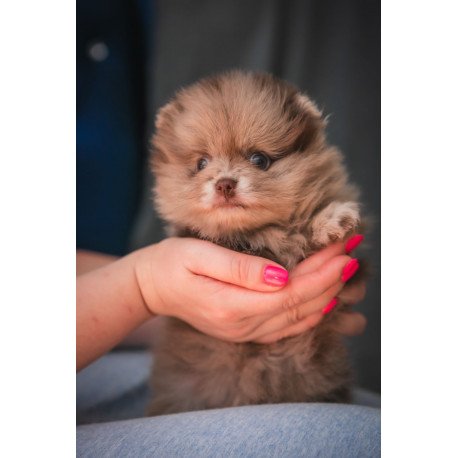 Pomeranian A 7.31c