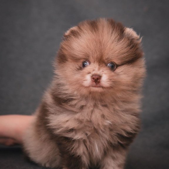 Pomeranian A 7.31c