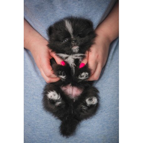 Pomeranian A 7.31e