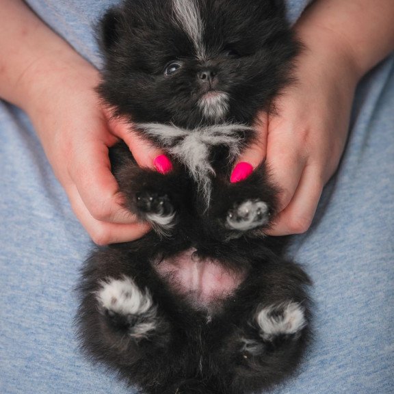Pomeranian A 7.31e