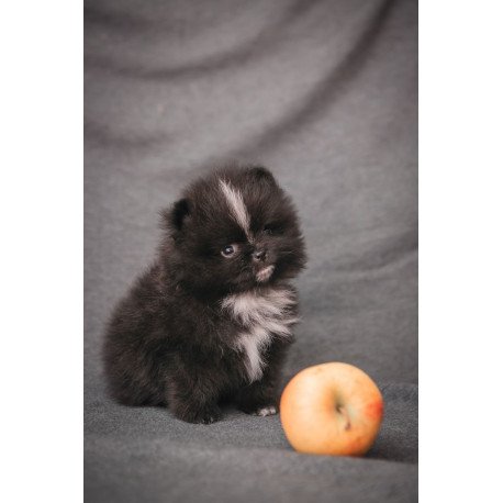 Pomeranian A 7.31e