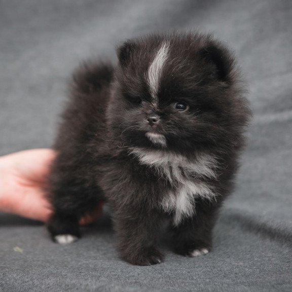 Pomeranian A 7.31e