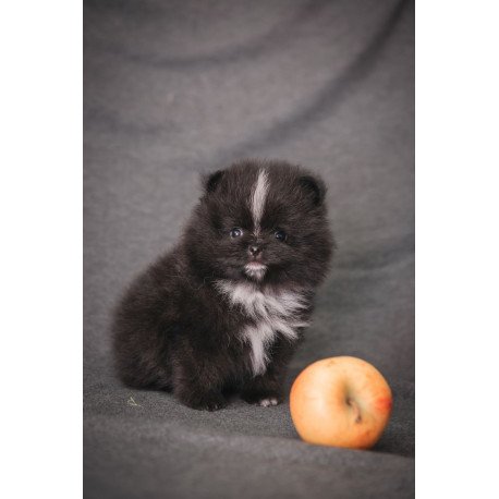 Pomeranian A 7.31e