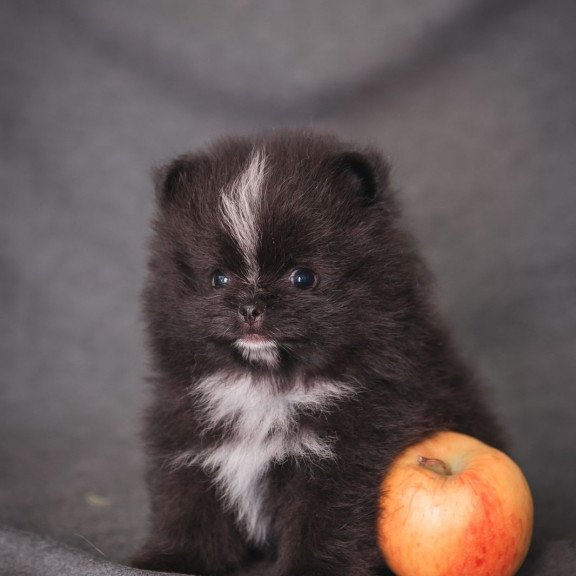 Pomeranian A 7.31e
