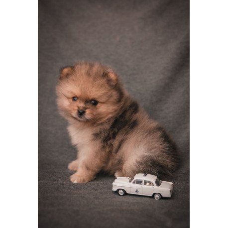 Pomeranian A 7.31g
