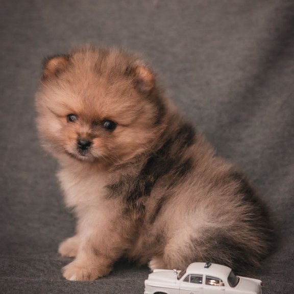 Pomeranian A 7.31g