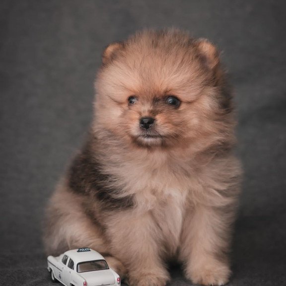 Pomeranian A 7.31g
