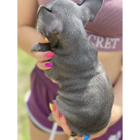 French Bulldog EM 9.2