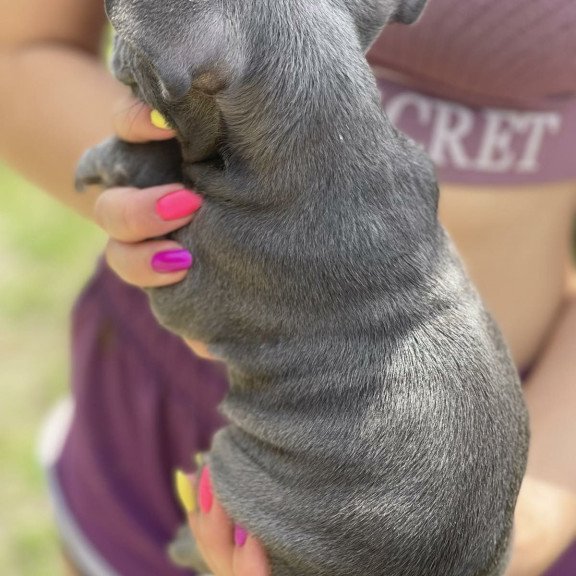 French Bulldog EM 9.2