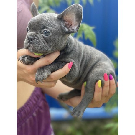 French Bulldog EM 9.2