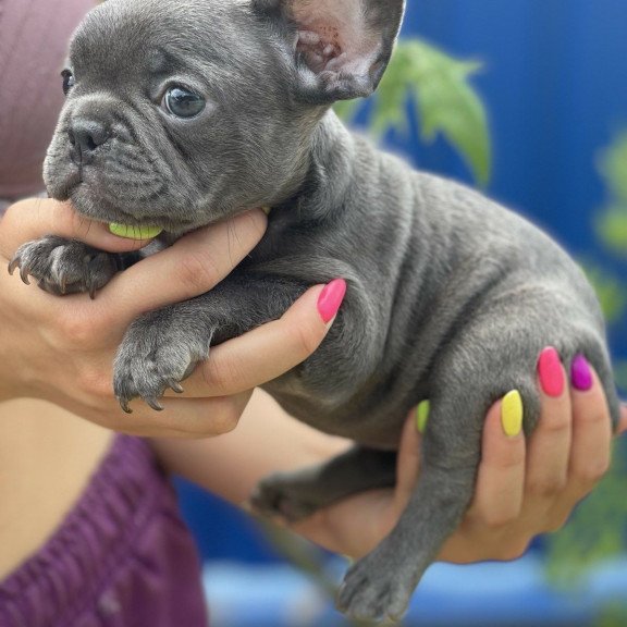 French Bulldog EM 9.2
