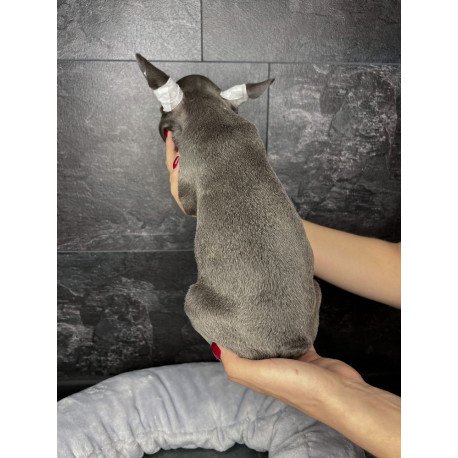 French Bulldog EM 9.2b