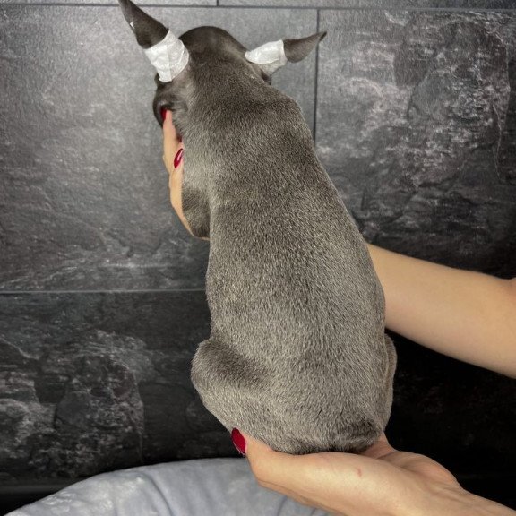 French Bulldog EM 9.2b