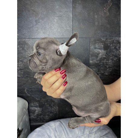 French Bulldog EM 9.2b