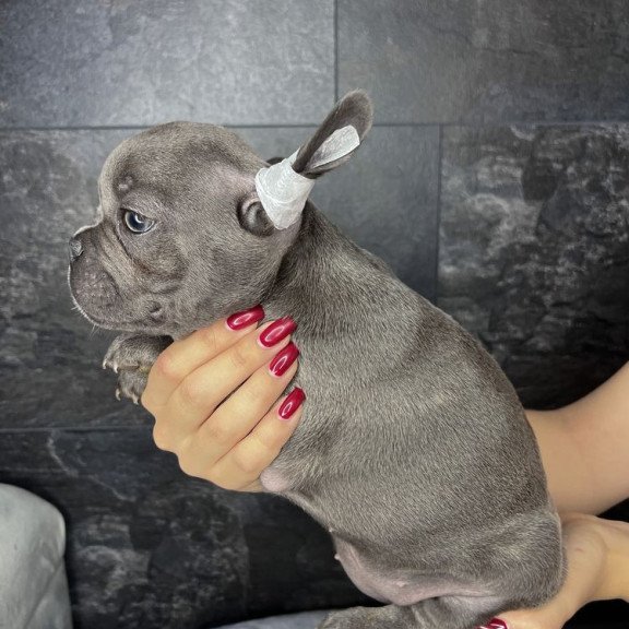 French Bulldog EM 9.2b