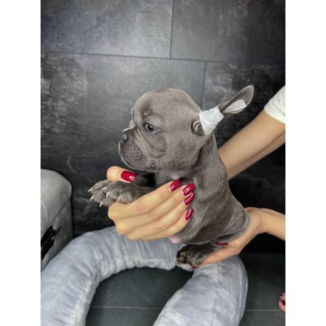 French Bulldog EM 9.2b