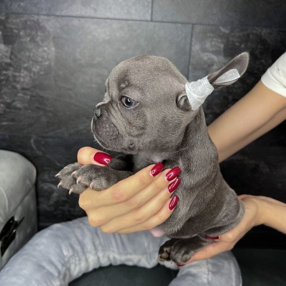 French Bulldog EM 9.2b