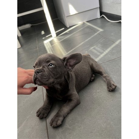 French Bulldog EM 9.2b