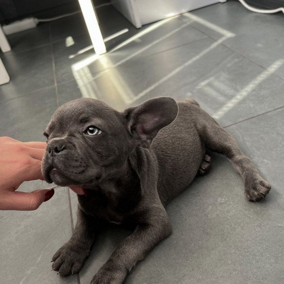 French Bulldog EM 9.2b