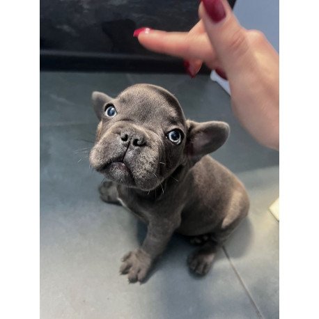 French Bulldog EM 9.2b