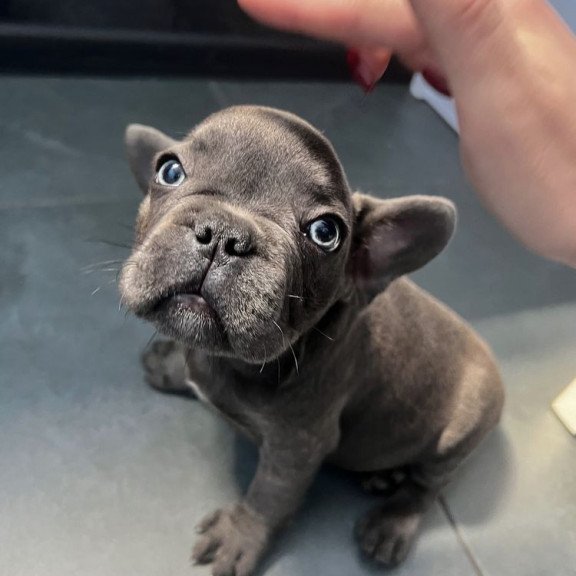 French Bulldog EM 9.2b