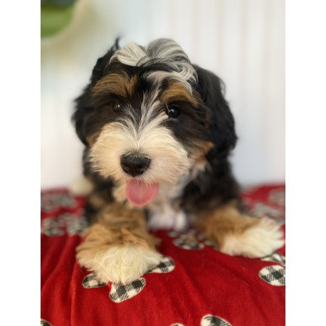 Bernedoodle BARN 1.20 Puppy is in USA