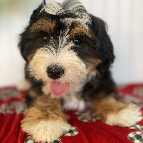 Bernedoodle BARN 1.20 Puppy is in USA