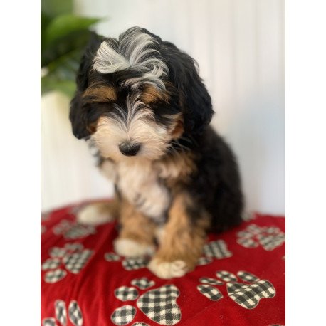 Bernedoodle BARN 1.20 Puppy is in USA