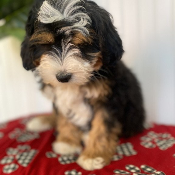 Bernedoodle BARN 1.20 Puppy is in USA